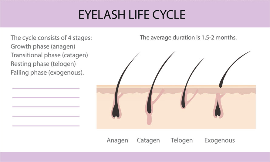 Eyelash Growth Cycle