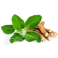 Ashwagandha