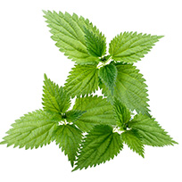 Stinging nettle