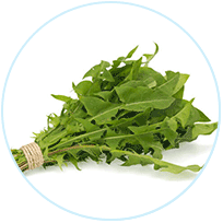 Dandelion Leaf