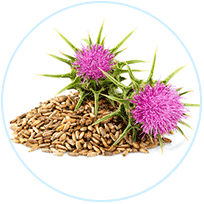 Milk Thistle Seed