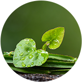 Cissus Quadrangularis Extract