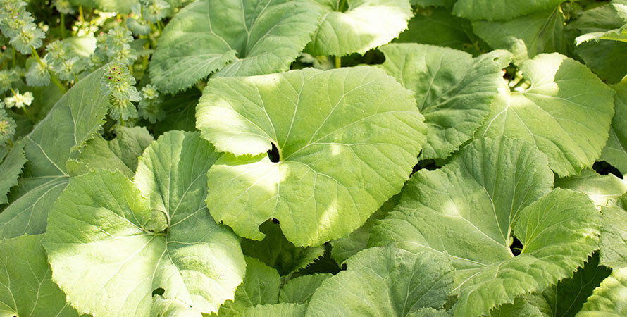 Pictures Butterbur Leaves Edible Plant That