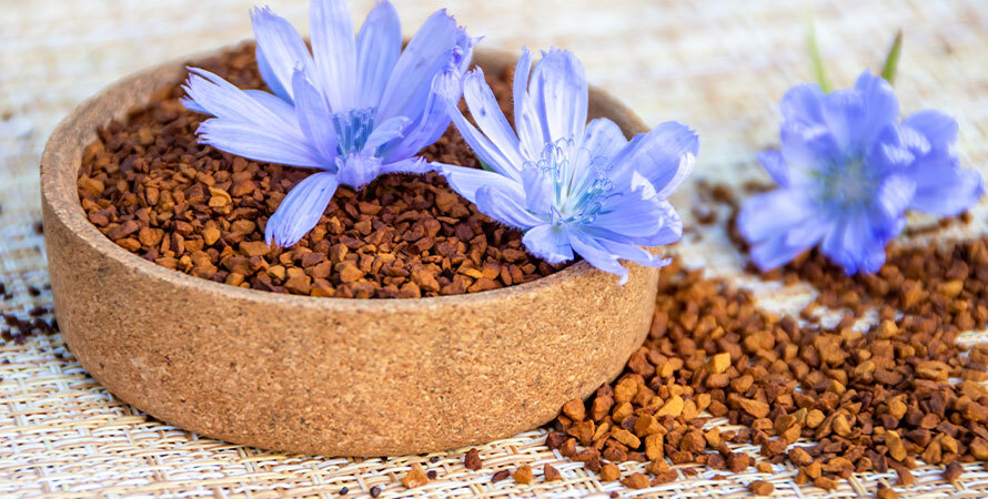 Happy Mammoth Review &ndash; Chicory Root Herbal Extract for Women&rsquo;s Health