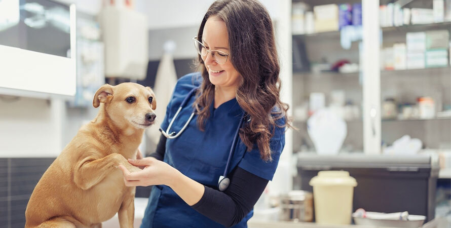 What Can I Give My Dog for Joint Pain at Home &ndash; Consult a Veterinarian