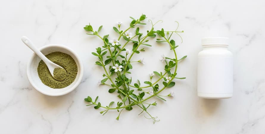 Brain Health Supplements for Memory and Focus: Bacopa Herb Leaf