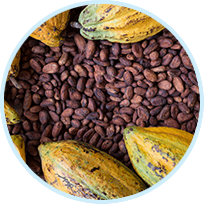 Cocoa Extract