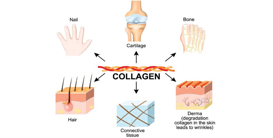 Collagen Structure