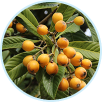 Eriobotrya Japonica Extract