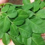 MORINGA: Overview, Uses, Side Effects, and More