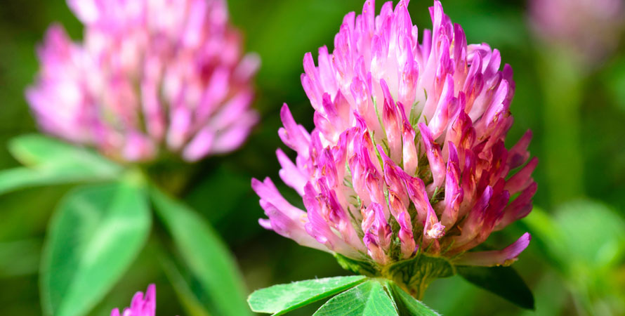 Red clover increase sex drive